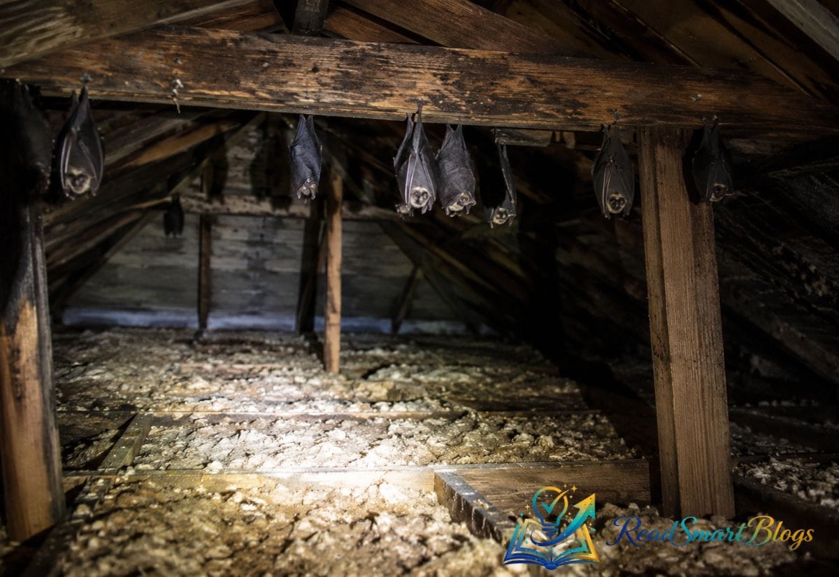 Is DIY Bat Removal Safe?